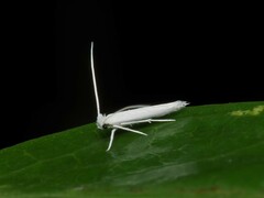 Stegommata sulfuratella