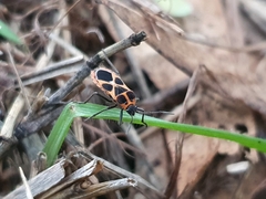 Tropidothorax sternalis