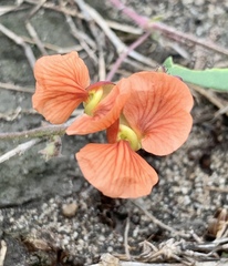 Macroptilium gibbosifolium
