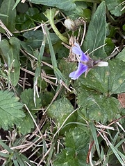 Viola inconspicua