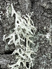 Evernia