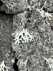 Evernia