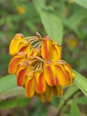 Caamembeca oxyphylla