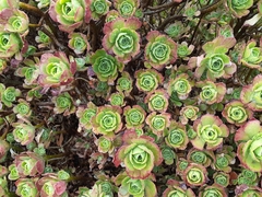 Aeonium haworthii