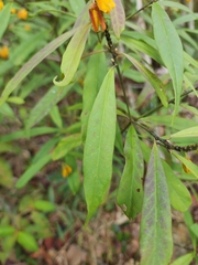 Caamembeca oxyphylla