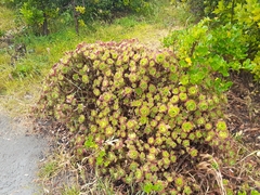 Aeonium haworthii