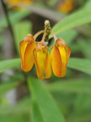 Caamembeca oxyphylla