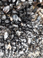 Xenostrobus neozelanicus