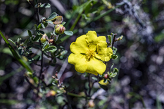Hibbertia obtusifolia