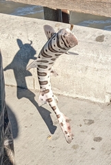 Triakis semifasciata
