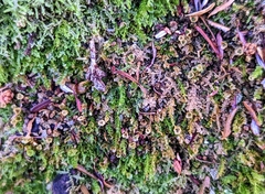 Tetraphis pellucida