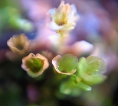 Tetraphis pellucida