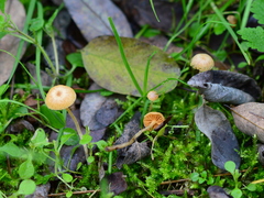 Galerina semilanceata