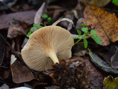 Clitocybe phyllophila
