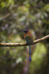 Momotus subrufescens