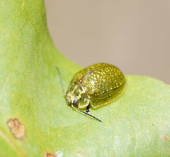Paropsisterna cloelia