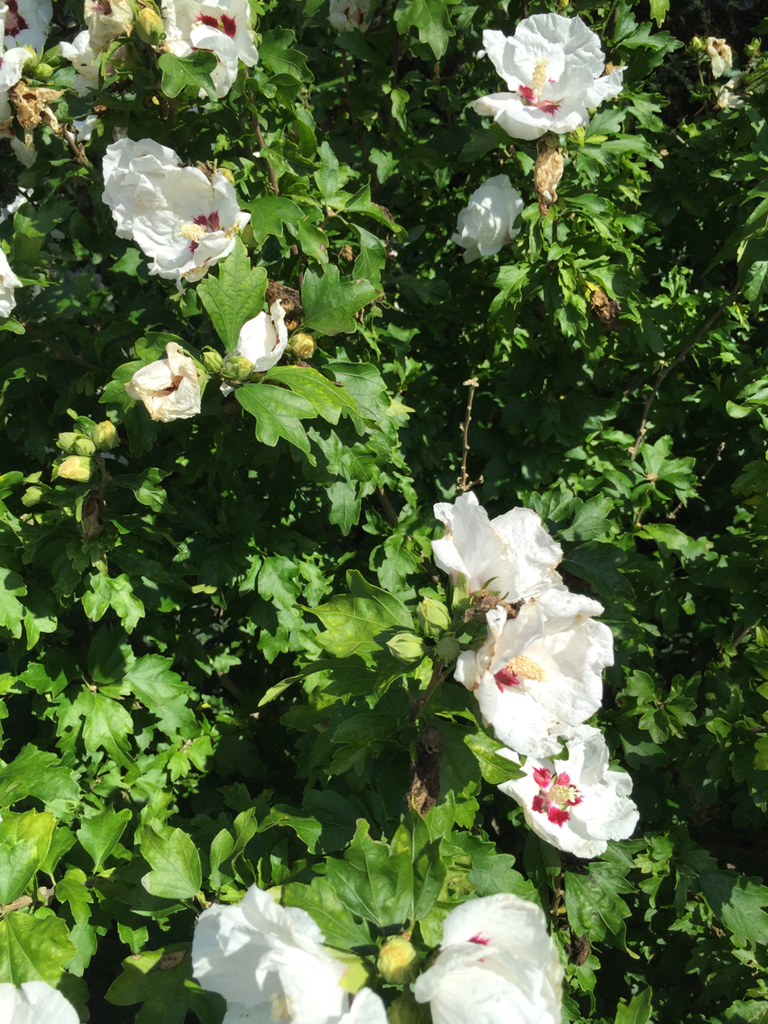 Rose of Sharon (Invasive Exotic Plants of North Carolina) · iNaturalist