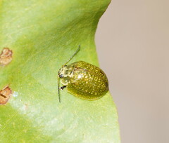 Paropsisterna cloelia