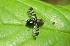 Herina frondescentiae
