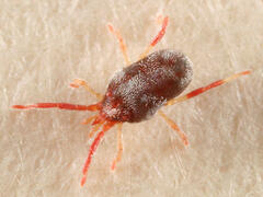 Balaustium