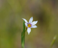 Sisyrinchium rosulatum