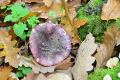 Russula atropurpurea