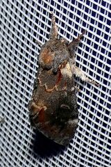 Notodonta dromedarius