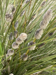 Lomandra leucocephala
