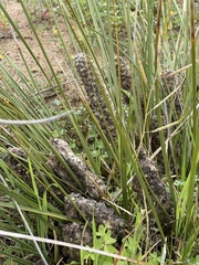 Lomandra leucocephala