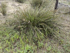 Lomandra leucocephala