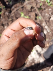 Heilipus guttiger