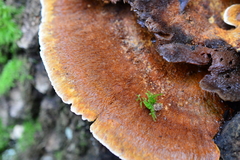 Inonotus cuticularis