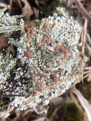 Cladonia peziziformis
