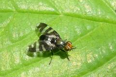 Herina frondescentiae