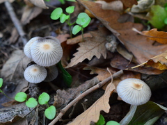 Coprinellus impatiens