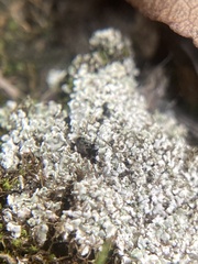 Cladonia peziziformis