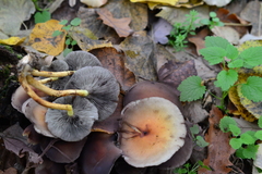 Hypholoma lateritium