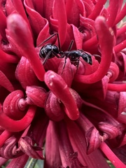 Camponotus intrepidus
