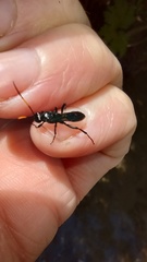 Ichneumonidae