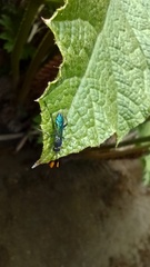 Ichneumonidae