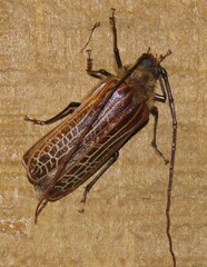 Prionoplus reticularis