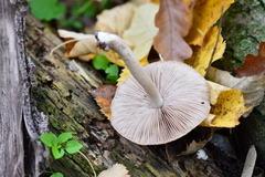 Coprinopsis melanthina