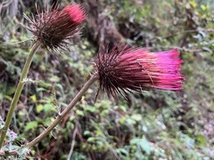 Cirsium ehrenbergii