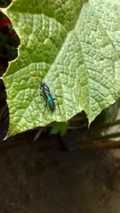 Ichneumonidae