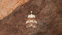 Halone sejuncta