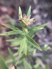 Euthamia leptocephala