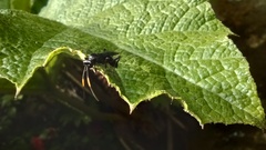 Ichneumonidae