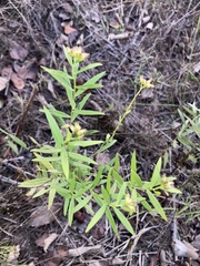 Euthamia leptocephala