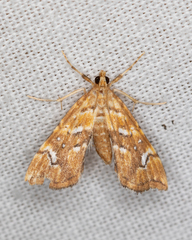Musotima nitidalis