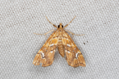 Musotima nitidalis